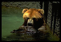A bear in the water.
