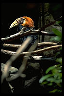 Bird with an orange head.