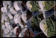 Cabbages.  National Zoo.  Washington, D.C.