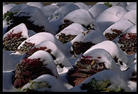 Cabbages.  National Zoo.  Washington, D.C.