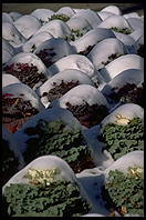 Cabbages.  National Zoo.  Washington, D.C.