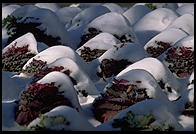 Cabbages.  National Zoo.  Washington, D.C.