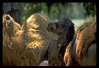Camels.