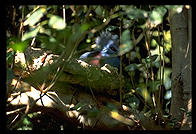 I couldn't even see what this was from the PhotoCD index page.