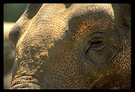 Elephant closeup.