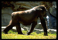 Gorilla walking in the sun.