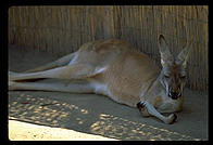 Kangaroo.