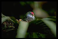 A small bird in his nest of leaves.