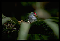 A small bird in his nest of leaves.
