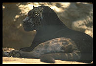 Black leopard.