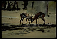 Locked Horns (wide).