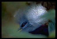 An exotic pigeon in a zoo.