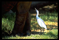 Rhino and egret