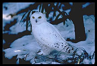 Snowy Owl.