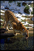 Tiger drinking.  National Zoo.  Washington, D.C.