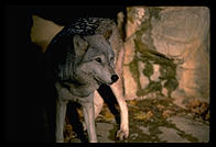 Wolf.  National Zoo.  Washington, D.C.