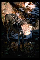 Wolf.  National Zoo.  Washington, D.C.