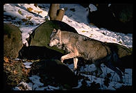 Wolf.  National Zoo.  Washington, D.C.