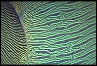 Side of a fish.  Great Barrier Reef.  Australia.