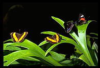 Butterfly in Kuranda, Queensland, Australia