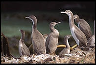 Shags on the Otago Peninsula. South Island, New Zealand.