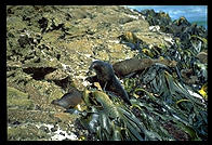 Seal.  Otago Peninsula.  South Island, New Zealand.