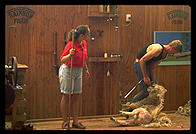 Sheep shearing demonstration for tourists in Rotorua, North Island, New Zealand.