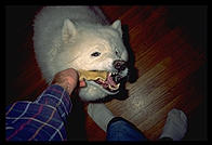 Sky, grabbing a rawhide chew