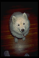 Sky, waiting for a rawhide chew