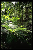 Urewera National Park.  North Island, New Zealand.