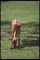 Could this be Bambi?