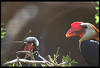 Two birds with red bills.