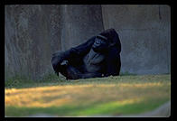 Gorilla lounging.