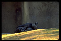 Gorilla sleeping.