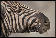 Zebra head.