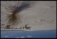 White Sands National Monument, New Mexico