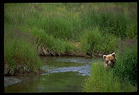 Katmai National Park, Alaska.