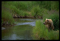 Katmai National Park, Alaska.