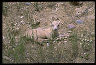 A baby mountain goat by the side of the road, Banff National Park, Alberta, Canada