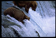 The 4-year-old brown bear who charged me, ineffectively swatting to fish at Brooks Falls, Katmai National Park, Alaska.