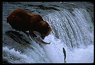Brooks Falls, Katmai National Park, Alaska.