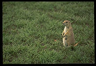 A prairie dog, Theodore Roosevelt National Park, North Dakota