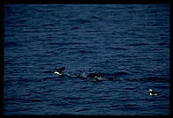 Puffins off Homer, Alaska.