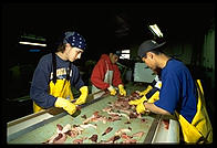 The roe line.  Petersburg Fisheries, Petersburg, Alaska.