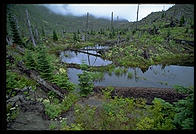 Swamp.  Mt. St. Helens (Washington State) in 1993
