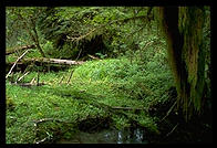 Ruby Beach. Olympic National Park (Washington State)
