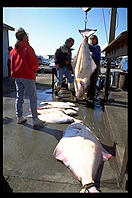 Weighing Halibut caught by tourists.  Homer, Alaska.