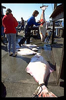 Weighing Halibut caught by tourists.  Homer, Alaska.