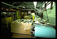 The frozen salmon line at Petersburg Fisheries.  Petersburg, Alaska.