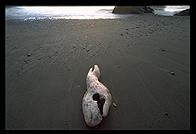 Ruby Beach. Olympic National Park (Washington State)